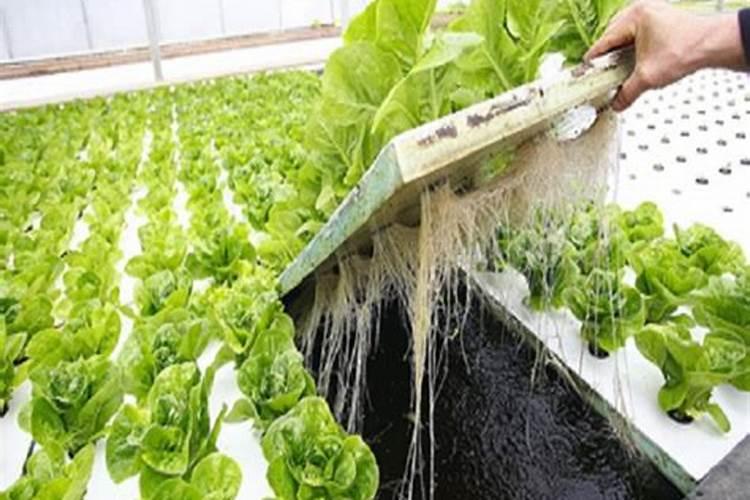 大花蕙兰浇水的正确方法