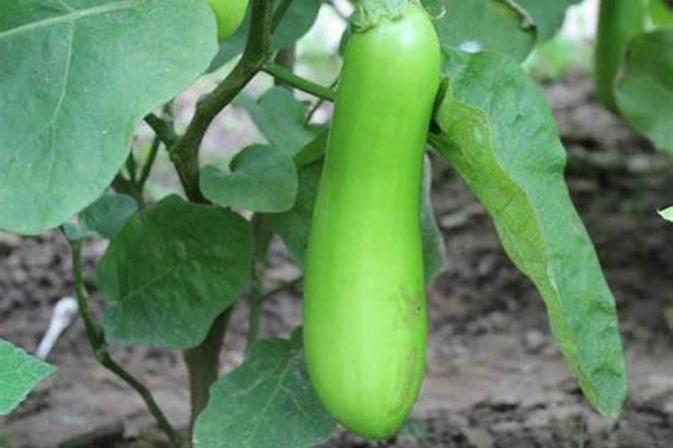 茄子移栽后怎么施肥