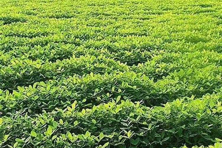 花生追肥用什么肥料好