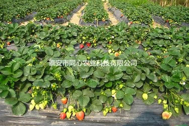 大棚草莓施肥方案