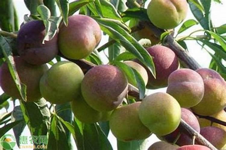 无花果用什么肥料 该如何管理