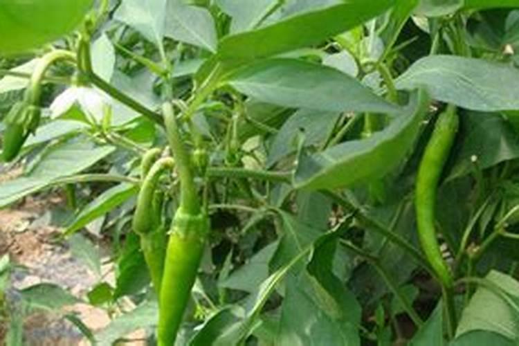 辣椒苗开花结果期,应该选择什么肥料最适宜？