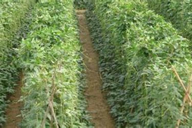 复合肥包括哪些肥料