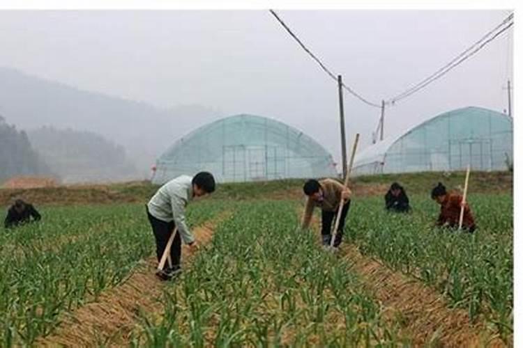 花饼不发酵可以给白菜施肥吗？
