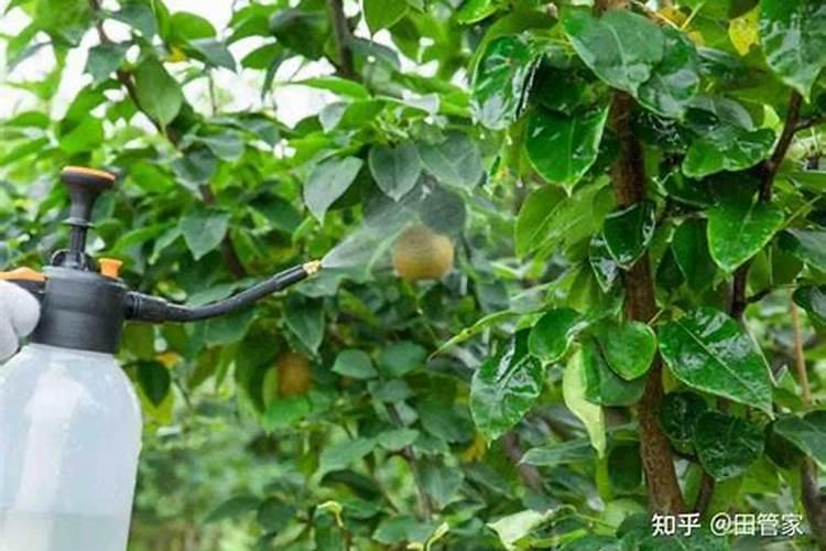 种植玉米一般施肥用什么化肥 玉米施肥注意事项