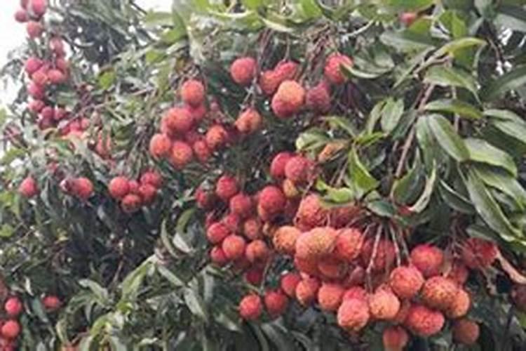 水溶肥水溶肥料的种类