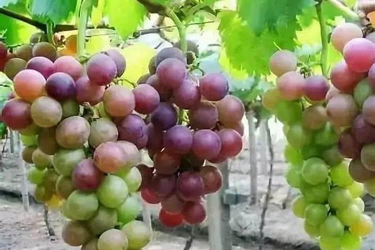 兰花用什么肥可以多开花,自制兰花肥料方法