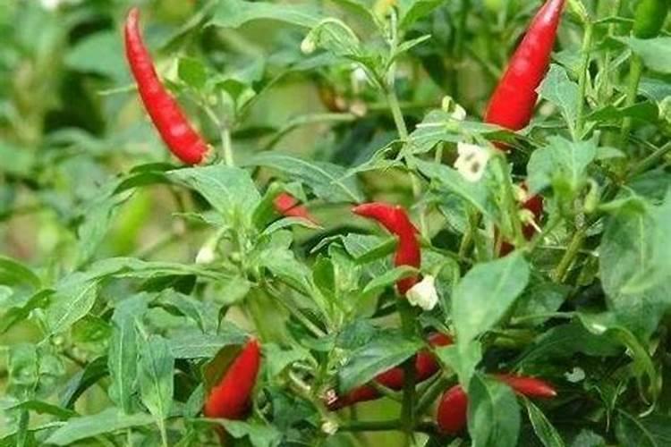 菜叶子用水沤肥多久
