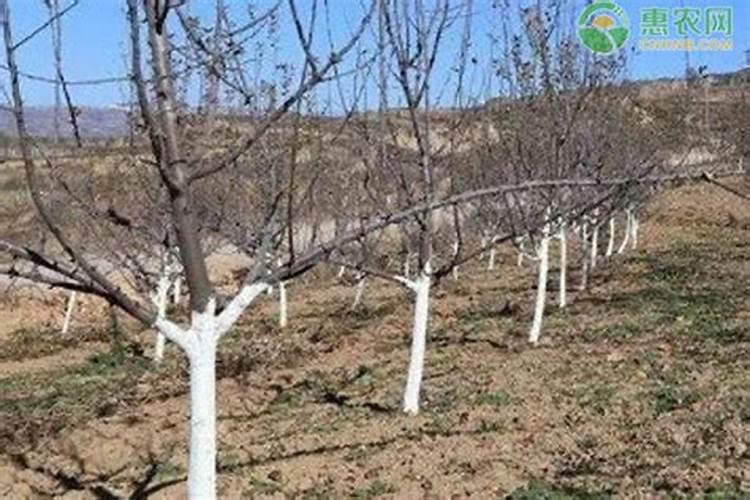 不管种植青萝卜、白萝卜还是红萝卜,肥料这样用,高产又好吃