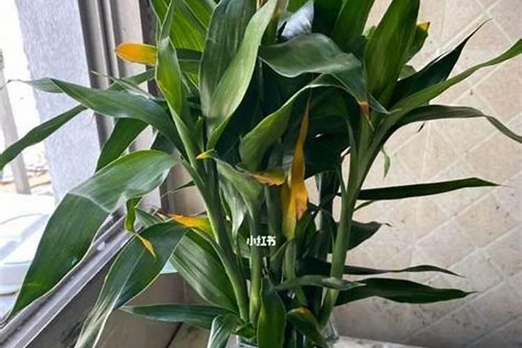 网购树状月季叶黄枯萎怎么办