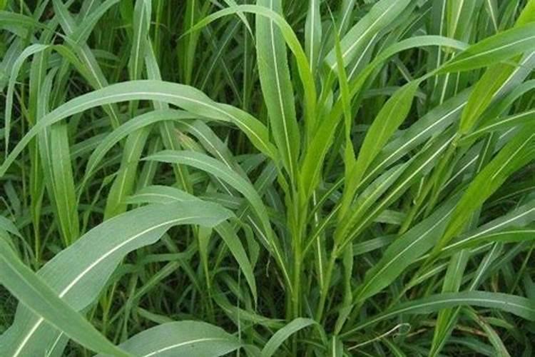 种植牧草用什么肥料好