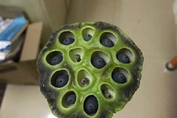 长莲子就不结藕怎么办