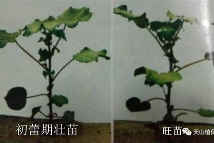 花生死苗烂根特效药