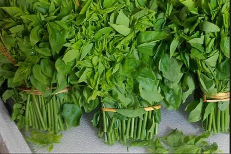 海南盛产甜菜吗