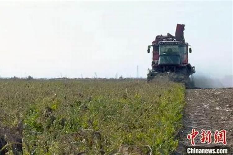 葡萄膨果专用肥哪里能买到