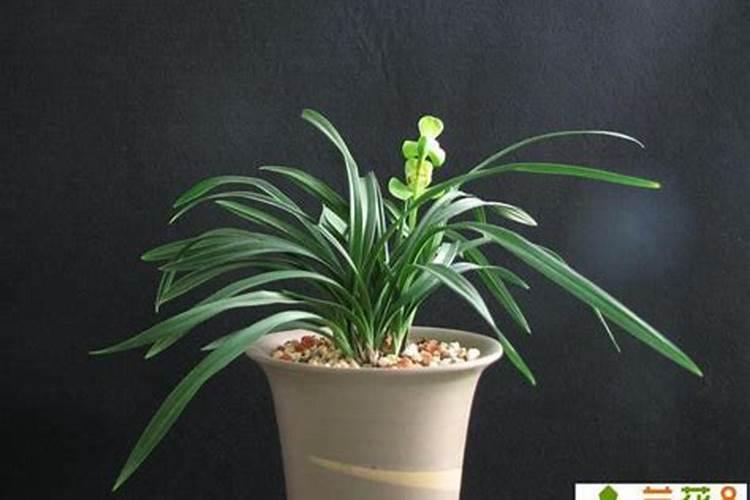 多肉移植多久才能扎根(多肉移植多久才能扎根？揭秘多肉植物移植后的生...