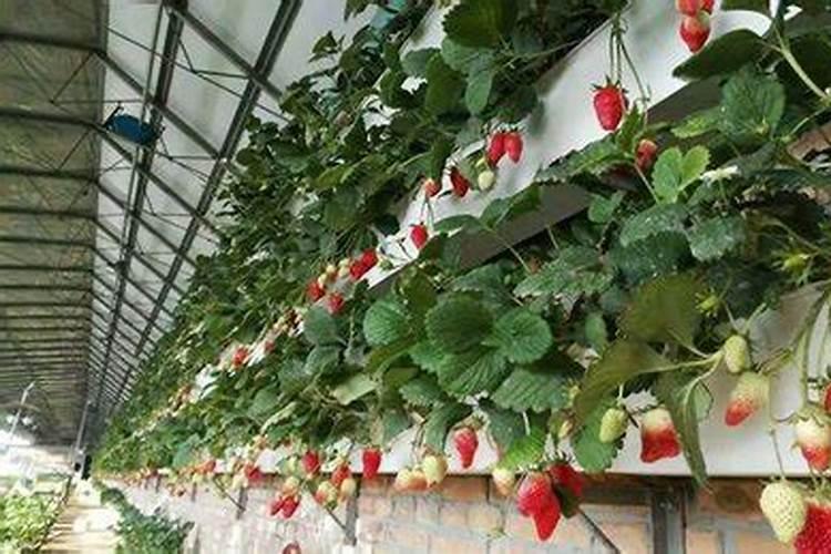 草莓追肥用什么肥料最好