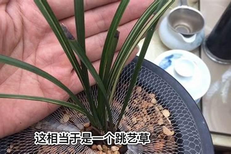 兰花用什么肥料最好,氮、磷、钾三种是必备的