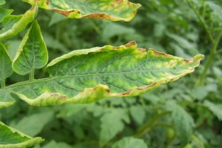 复习《植株的生长》:整理根尖的结构和植株的生长需要哪些营养物质百度...