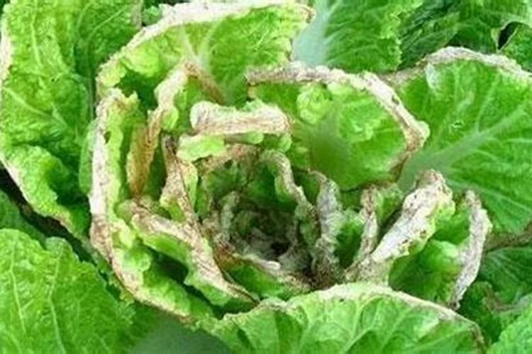 青菜施肥了几天后可以吃