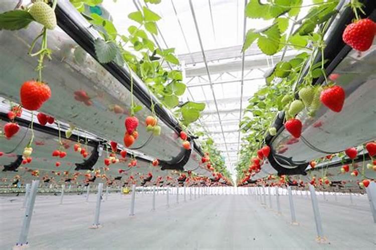 水培植物增氧与增肥的方法介绍