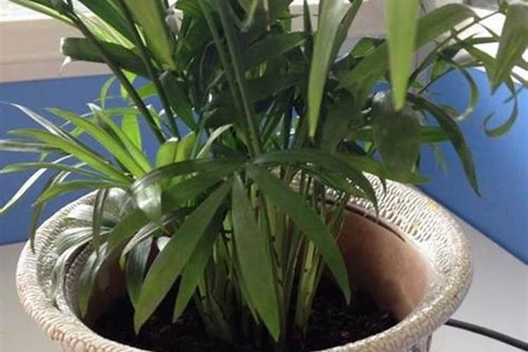 大棚冬季种植黄瓜,要使用叶面肥吗？