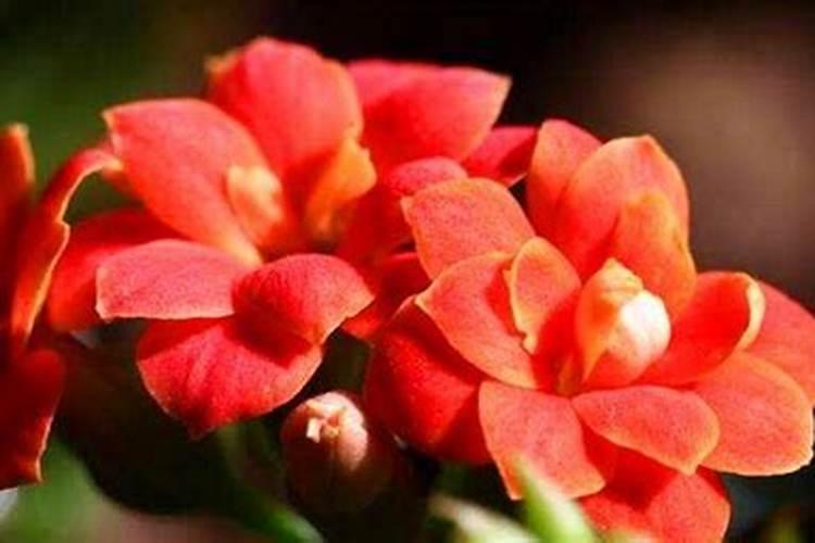长寿花施什么肥最好