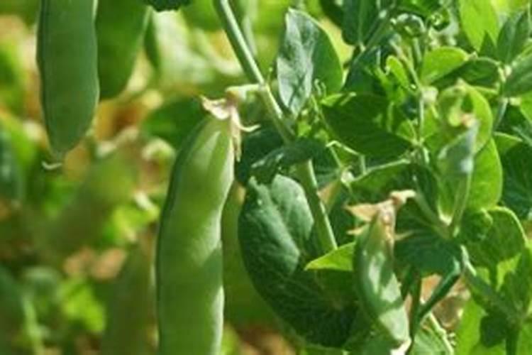 怎样根据豌豆需肥特点进行施肥？
