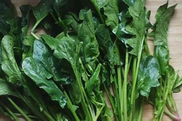 菠菜用哪类肥料可以长得快一些