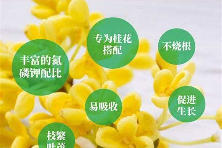 桂花开花前的用肥方法