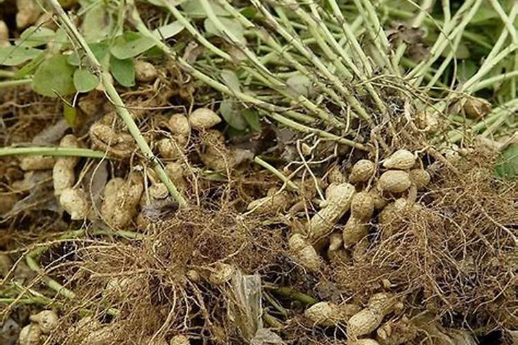 烟草复合肥的氮磷钾比例是多少？四川宜宾当地烤烟移栽的基肥有哪些量是...