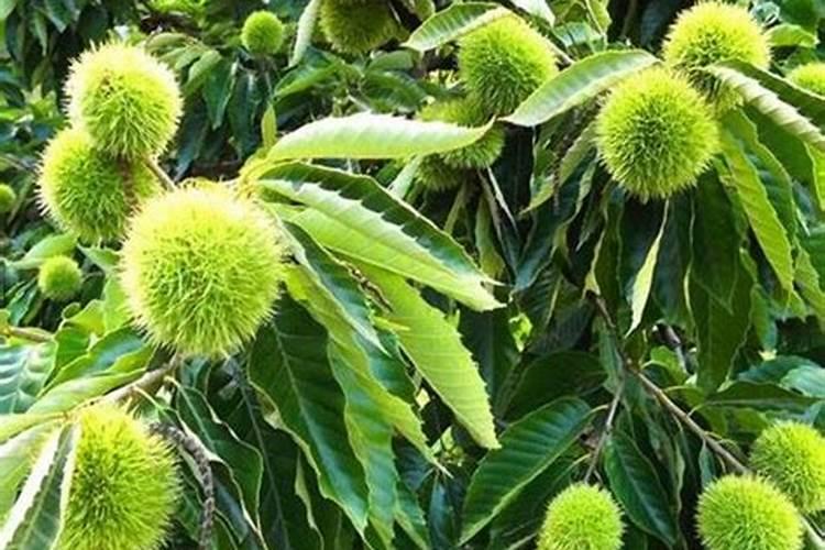 夏威夷竹叶子干枯发黄怎么办