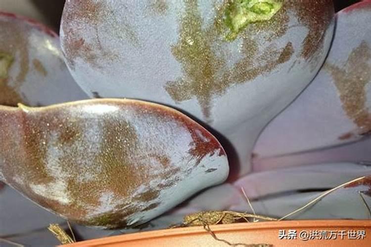 求解核泄露时硼酸的<详细>作用？
