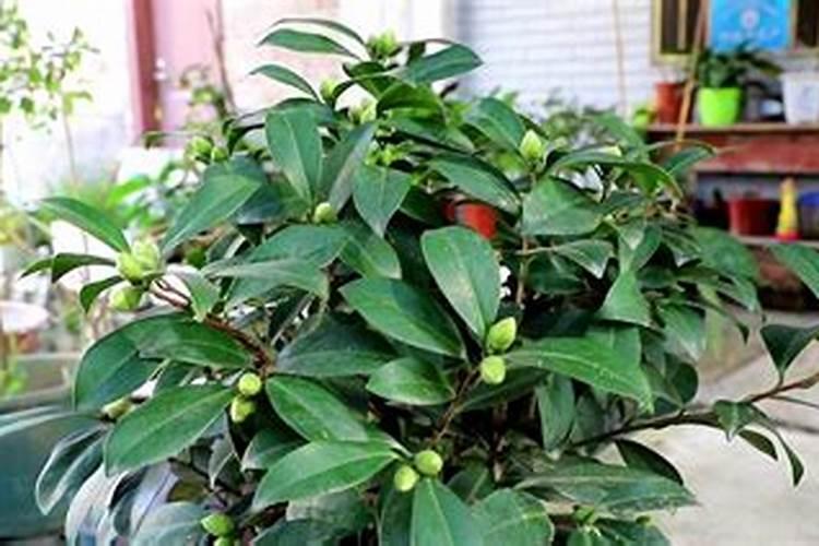 夏天萱草叶子干了是怎么回事？