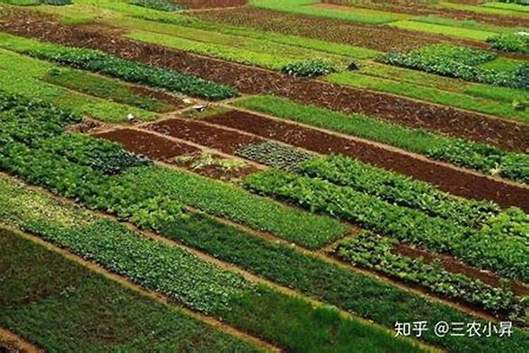 黄瓜喷什么叶面肥茎杆粗壮