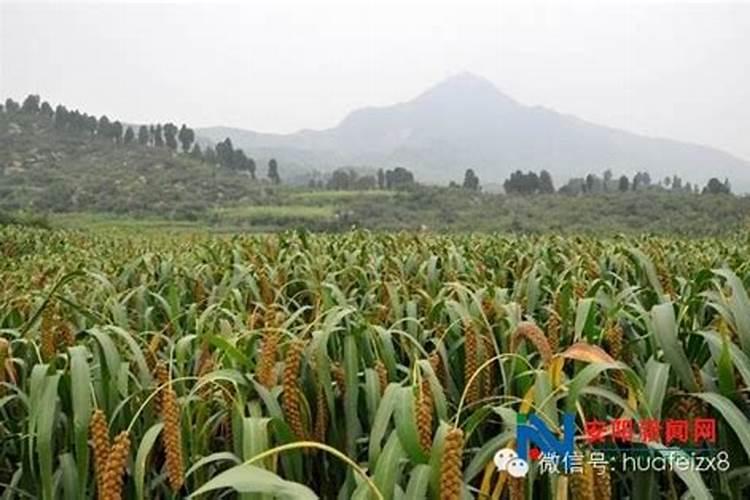 绿色植物的三大肥料是什么？它们各有什么用途？