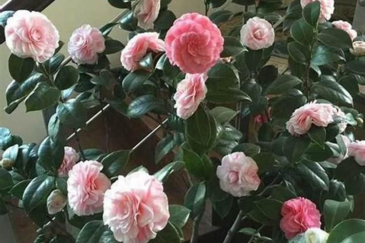 茶花移栽后多久施肥