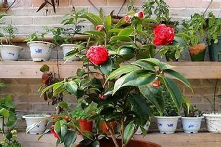 茶花的移栽多久施肥