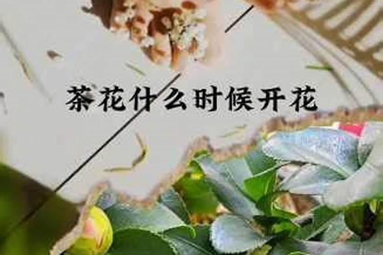 新栽茶花多久才施肥 新种茶花需要多久施肥