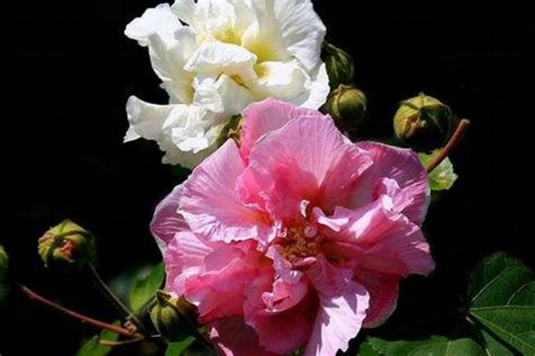芙蓉花花期可以施肥吗 芙蓉花施什么肥长得更加旺盛