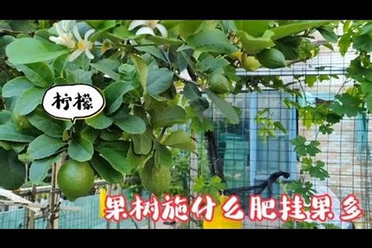果树结果期施什么肥果树结果期施哪些肥