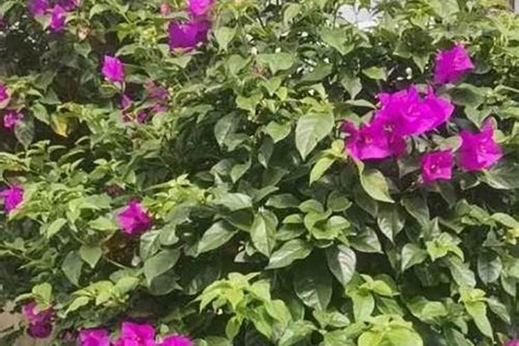 三角梅怎么施肥,三角梅施什么肥好？