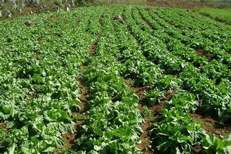 2022年广西最大的茶叶种植基地在哪