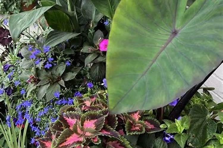 新移栽的树多久可以施肥