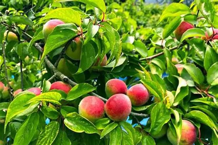 桃树膨大肥什么时候施 桃树施肥的时间