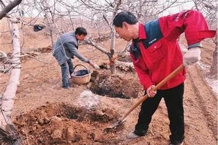 苹果树施肥的方法介绍如下