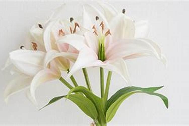 买的花朵朵10号可以放进百合花水中吗