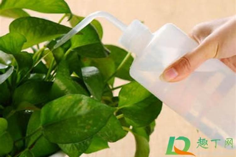 给玉米施肥早上还是傍晚好？二者的区别大吗？