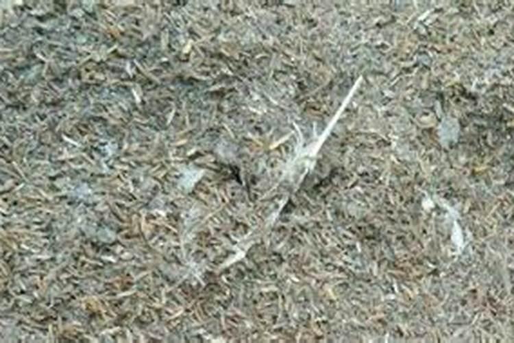 这些都是我刚开始养了3天的植物 可以施肥吗 怎么施肥 不知道放多少啊...