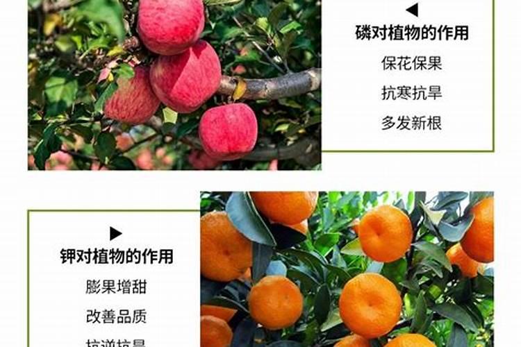苹果树补钙的叶面肥有哪些